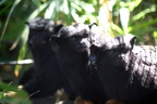 Tamarins à main dorée, zoo de la Palmyre