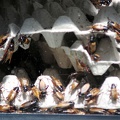 Insectes pour la nourriture des singes, zoo de la Palmyre