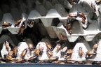 Insectes pour la nourriture des singes, zoo de la Palmyre