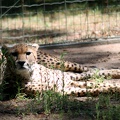 Guépard, zoo de la Palmyre