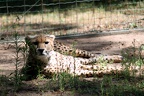 Guépard, zoo de la Palmyre