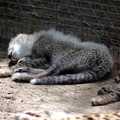 Petit guépard, zoo de la Palmyre