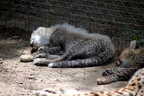 Petit guépard, zoo de la Palmyre