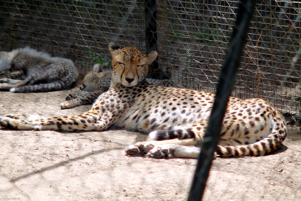 Femelle guépard, zoo de la Palmyre