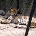 Femelle guépard, zoo de la Palmyre