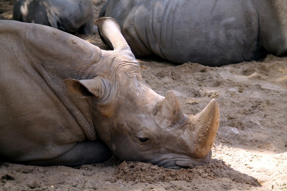 Rhinocéros blancs, zoo de la Palmyre