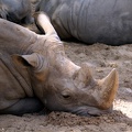 Rhinocéros blancs, zoo de la Palmyre