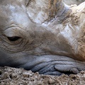 Rhinocéros blanc, zoo de la Palmyre