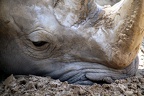 Rhinocéros blanc, zoo de la Palmyre