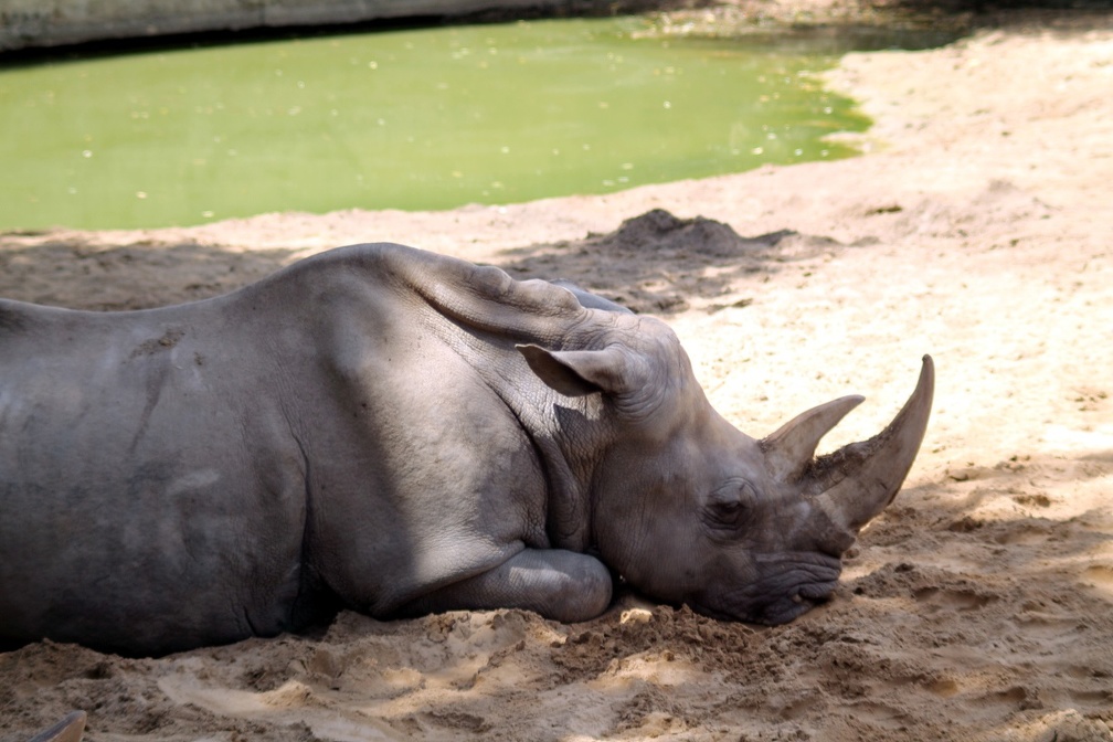 Rhinocéros blanc, zoo de la Palmyre