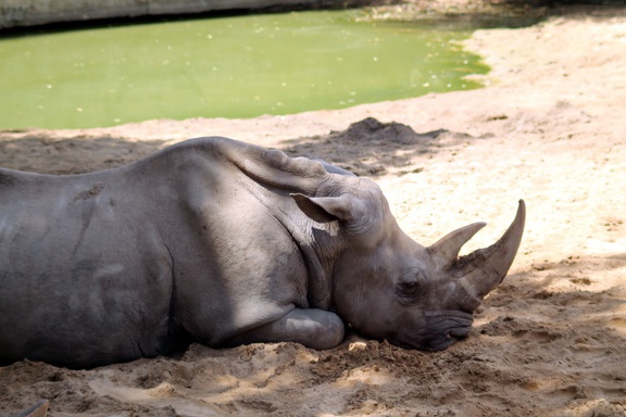 Rhinocéros blanc, zoo de la Palmyre