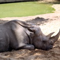 Rhinocéros blanc, zoo de la Palmyre