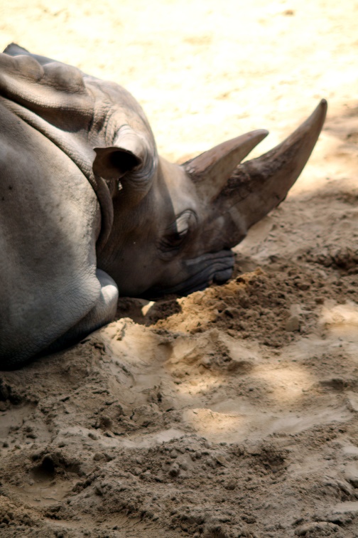 Rhinocéros blanc, zoo de la Palmyre