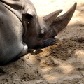 Rhinocéros blanc, zoo de la Palmyre