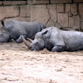 Rhinocéros blancs, zoo de la Palmyre