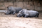 Rhinocéros blancs, zoo de la Palmyre