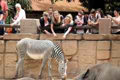 Zèbre de Grévy, zoo de la Palmyre