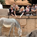 Zèbre de Grévy, zoo de la Palmyre