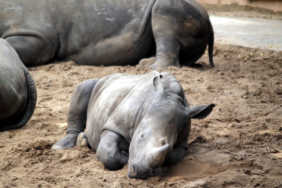 Rhinocéros blancs, zoo de la Palmyre