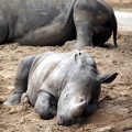 Rhinocéros blancs, zoo de la Palmyre