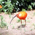 Ibis rouge, zoo de la Palmyre