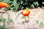 Ibis rouge, zoo de la Palmyre