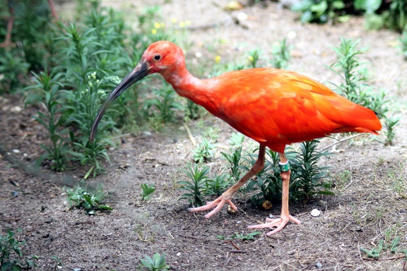 Ibis rouge, zoo de la Palmyre