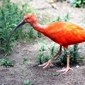 Ibis rouge, zoo de la Palmyre