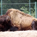 Bison d'Amérique, zoo de la Palmyre