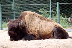 Bison d'Amérique, zoo de la Palmyre