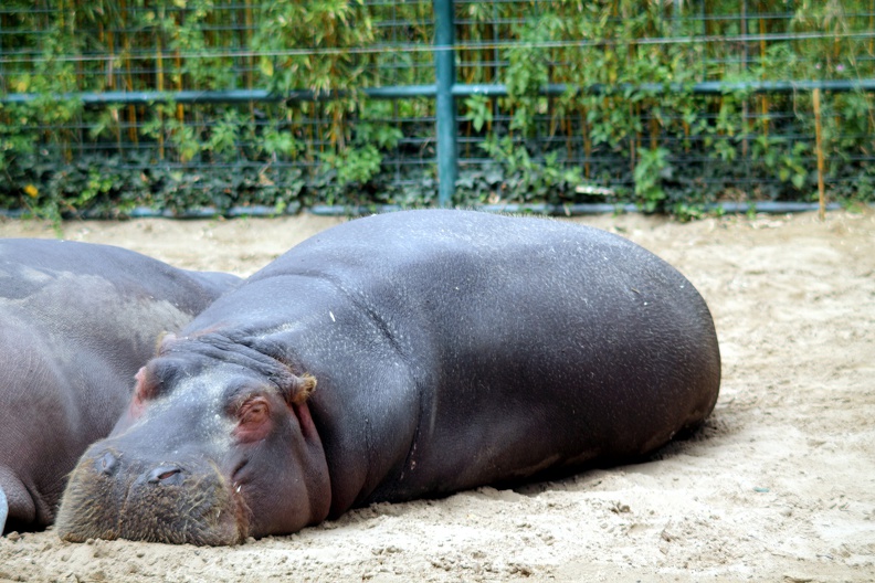 Hippopotame, zoo de la Palmyre