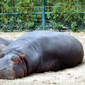 Hippopotame, zoo de la Palmyre