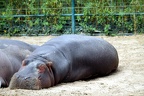 Hippopotame, zoo de la Palmyre