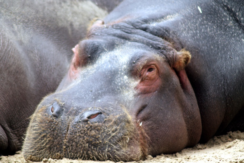 Hippopotame, zoo de la Palmyre