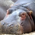 Hippopotame, zoo de la Palmyre