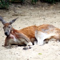 Kangourou, zoo de la Palmyre