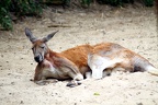 Kangourou, zoo de la Palmyre