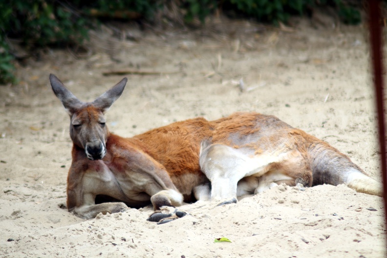 Kangourou, zoo de la Palmyre