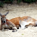 Kangourou, zoo de la Palmyre