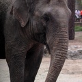 Elephant d'Asie, zoo de la Palmyre