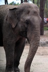 Elephant d'Asie, zoo de la Palmyre