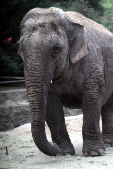 Elephant d'Asie, zoo de la Palmyre