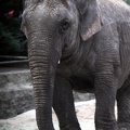 Elephant d'Asie, zoo de la Palmyre