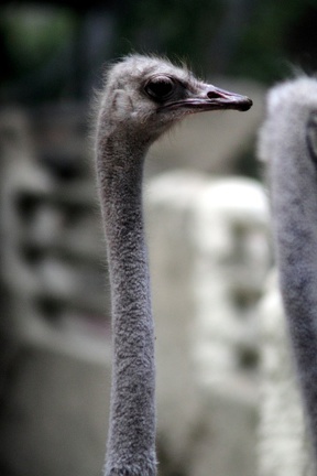 Autruche, zoo de la Palmyre