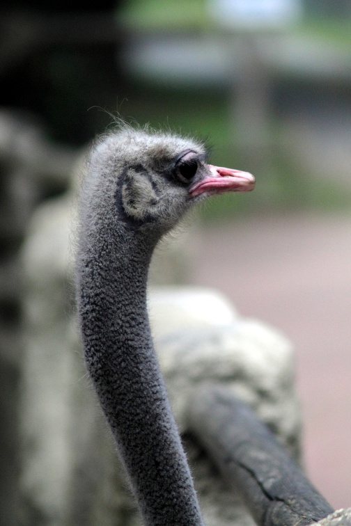 Autruche, zoo de la Palmyre