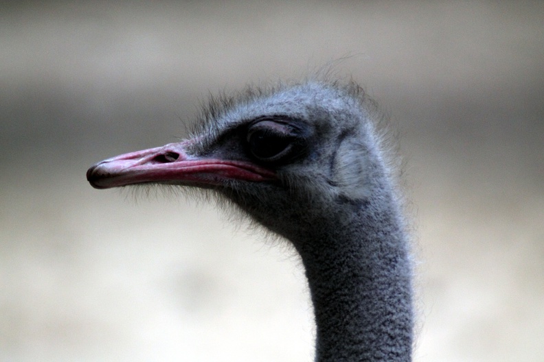 Autruche, zoo de la Palmyre