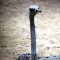 Autruche, zoo de la Palmyre