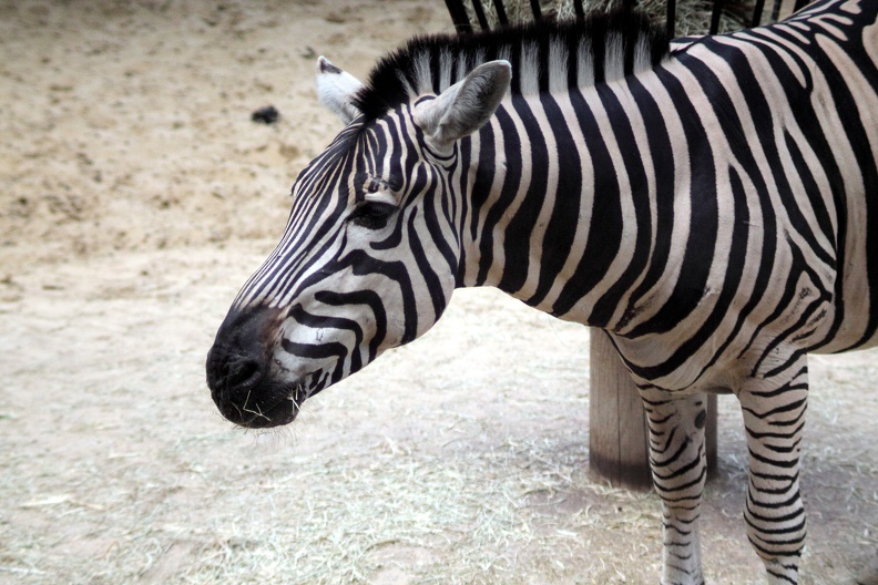 zoo-palmyre-2014-0179.jpg