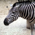 Zèbre de Grévy, zoo de la Palmyre