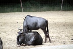 Gnous, zoo de la Palmyre